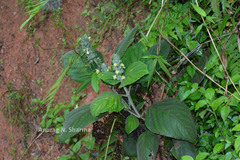 Gomphostemma heyneanum